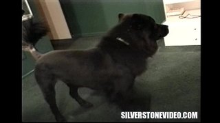 Nancy V Ċinga Alex-Daniża